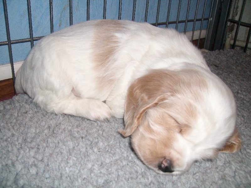 des Ilons de la Risle - Cocker Spaniel Anglais - Portée née le 17/01/2010